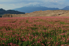 Mountains-of-Ararat-11