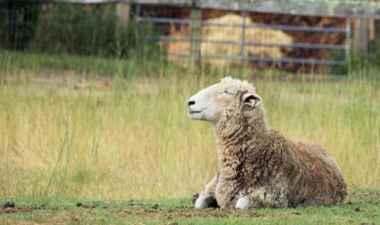 God’s Supernatural Peace