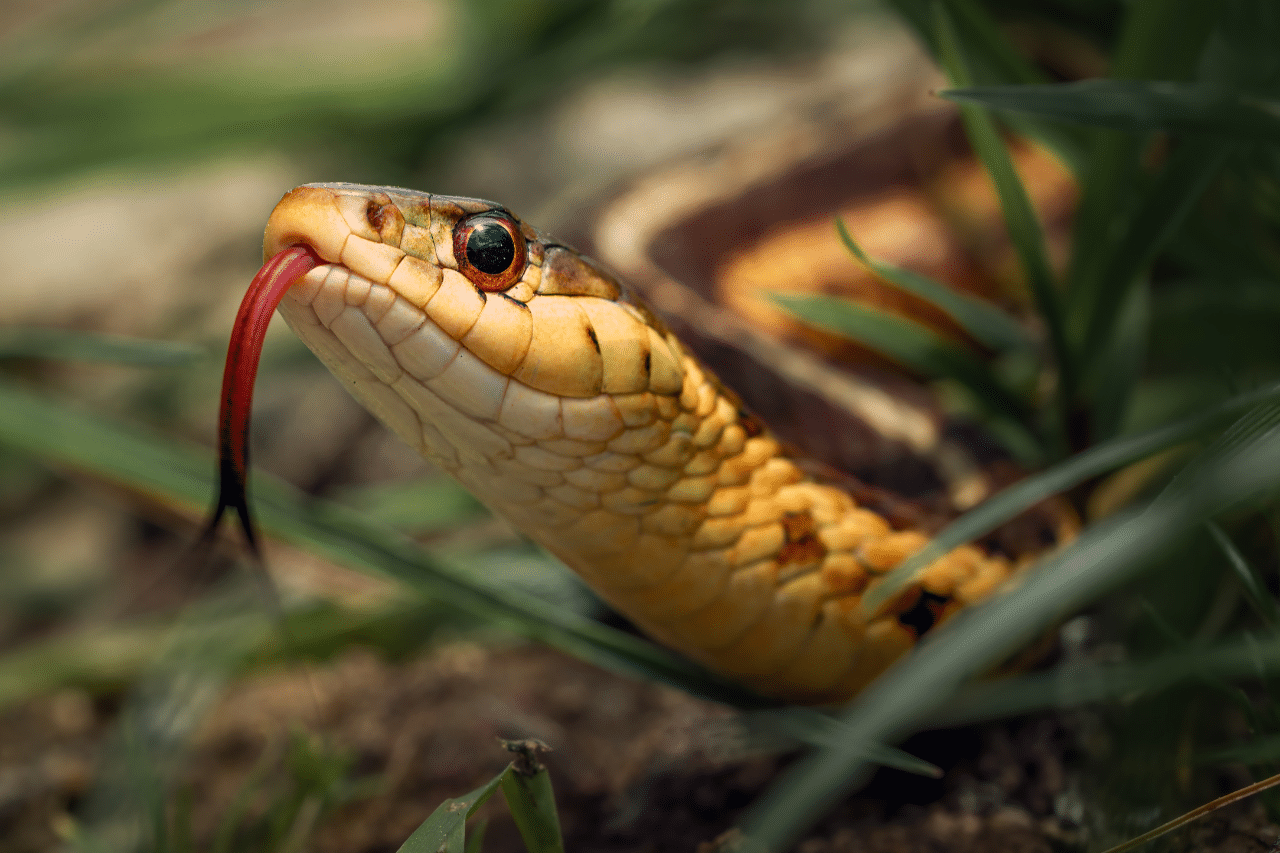 Snakes names. Желтая змея. Синалойская Королевская змея. Viper Snake на Кавказе. Viper Snake в Дагестане.