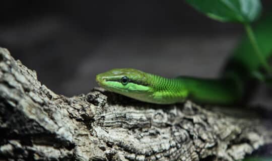 Seducing Spirits and Demons