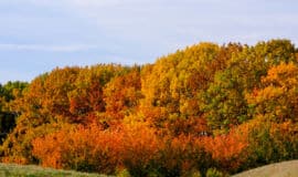 Can You Choose Thankfulness?