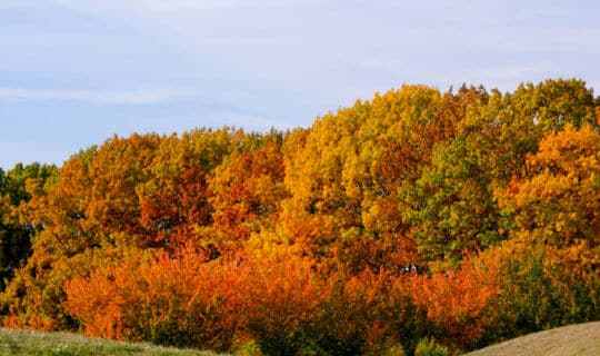 Can You Choose Thankfulness?